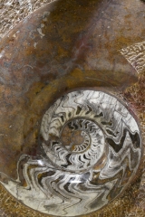 Orthoceras und Ammoniten Platte 1