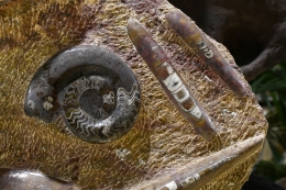 Orthoceras und Ammoniten Platte 1