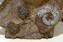 Orthoceras und Ammoniten Platte 1