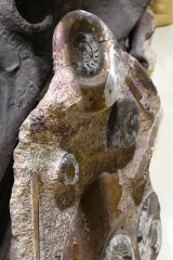 Orthoceras und Ammoniten Platte 1