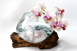 Dekoglas auf Kaffeestrauchwurzel (Gr��e S)