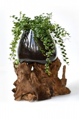 Dekoglas auf Kaffeestrauchwurzel (Gr��e M)