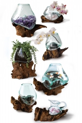 Dekoglas auf Kaffeestrauchwurzel (Gr��e M)