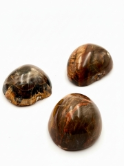 Versteinertes Holz polished on top