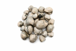 Muscheln Mini Madagskar