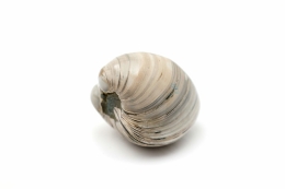 Muscheln Mini Madagskar