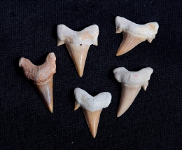 Versteinerter Haifischzahn gro� Marokko