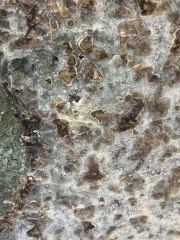 Chalcedon Quarz Scheibe auf Metallst�nder