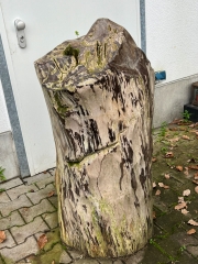 Petrified wood trunks 170 kg single piece