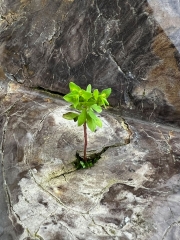 Petrified wood trunks 170 kg single piece