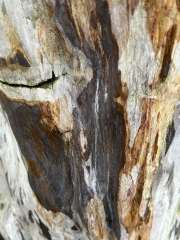 Petrified wood trunks 170 kg single piece