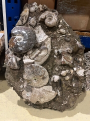 Ammonites in matrix single piece