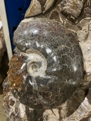 Ammonites in matrix single piece