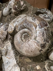 Ammonites in matrix single piece