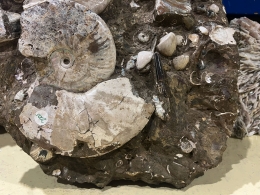 Ammonites in matrix single piece