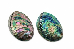 Abalone Shell polished