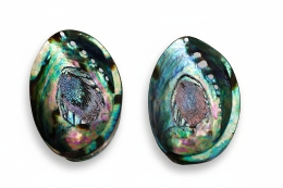 Abalone Shell polished