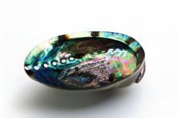 Abalone Shell polished