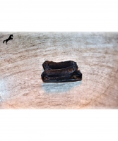 Fossile Pferdez�hne