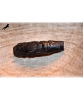Fossile Pferdez�hne