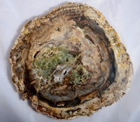 Versteinertes Holz Scheiben Madagaskar