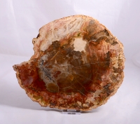 Petrified Wood Slice Madagascar