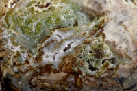 Petrified Wood Slice Madagascar