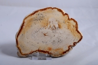 Petrified Wood Slice Indonesia