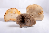 Petrified Wood Slice Indonesia