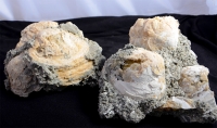 Petrified Oyster / Mercenaria Permagna