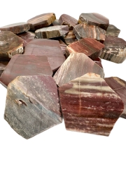 Petrified wood sections