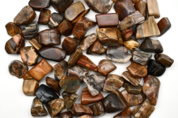 Petrified Wood Tumbled Stones