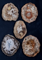 Versteinertes Holz Scheiben (Araukarie)